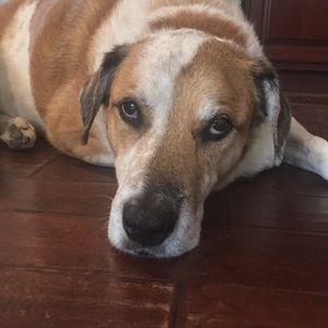 Meet your Posher, Merry